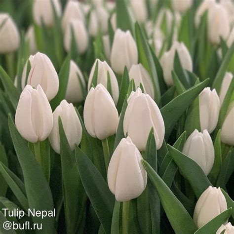 Tulip Nepal авторское фото BUFL RU Тюльпаны Картинки Весна