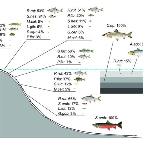 PDF Trophic Niches Trophic Positions And Niche Overlaps Between Non