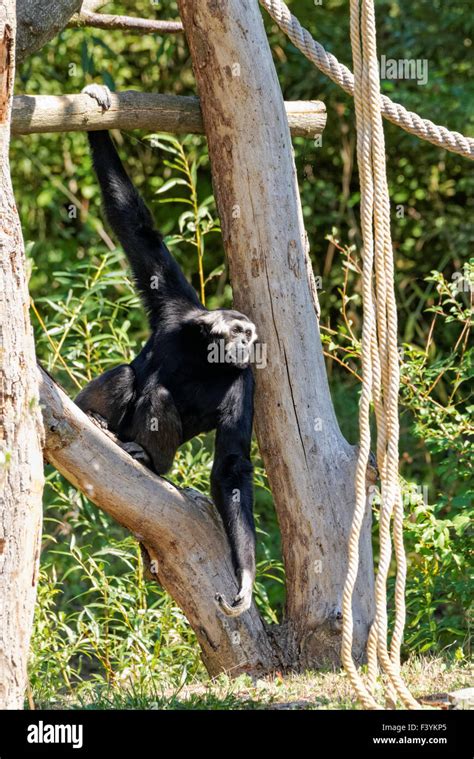 Pileated Gibbon Hylobates Pileatus Hi Res Stock Photography And Images