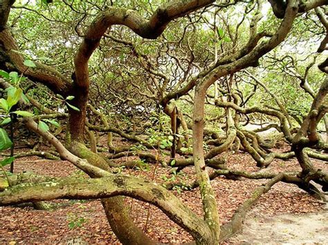 Strangest Trees On Earth 17 Pics