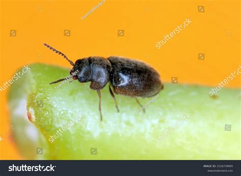 Lasioderma Serricorne Commonly Known Cigarette Beetle Stock Photo