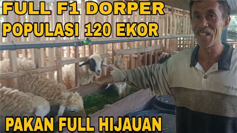 BREEDING DOMBA DORPER FB PAKAN FULL HIJAUAN DAN SILASEFOKUS