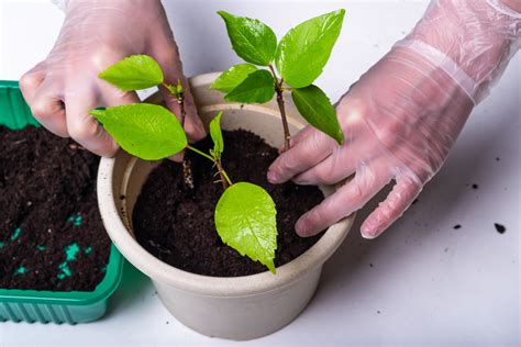 Esquejes Del Ficus Benjamina Huerto En Casa