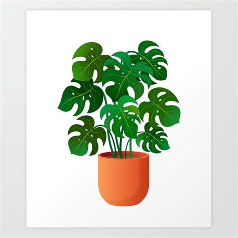 Monstera Deliciosa Also Known As The Swiss Cheese Plant 59 Off