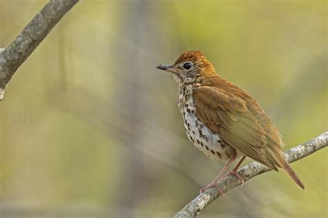 Uncovering the Mysteries of Wood Thrush Migration | Harris Center