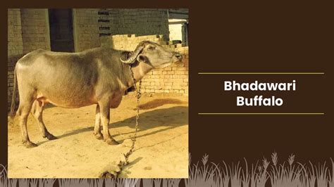 Top Buffalo Breeds in India & Where they found