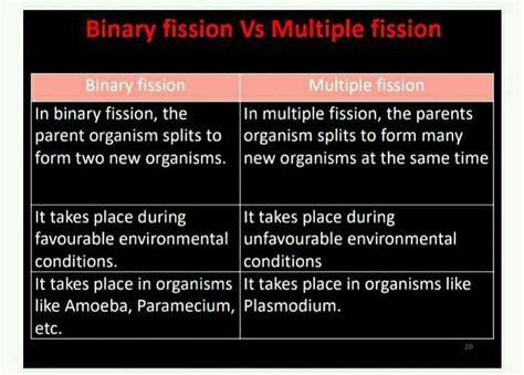 Difference Between Binary Fission And Multiple Fission Edurev Class