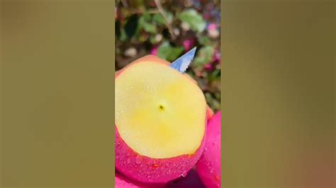 😋🍎cutting Mansanas Apple Yummy Viral Fruit Satisfying Cutting