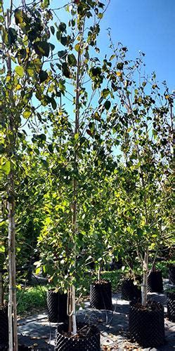 Betula Jacquemontii Himalayan Birch White Stemmed Birch Tree