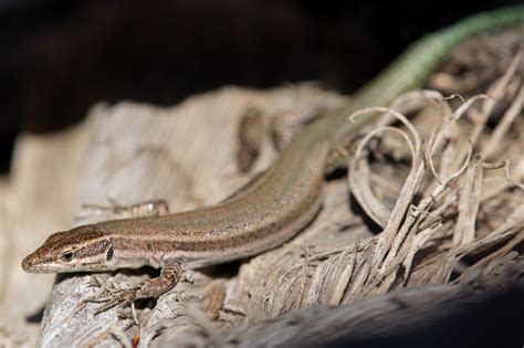 Lézard catalan Le Podarcis liolepis Atlas des reptiles et