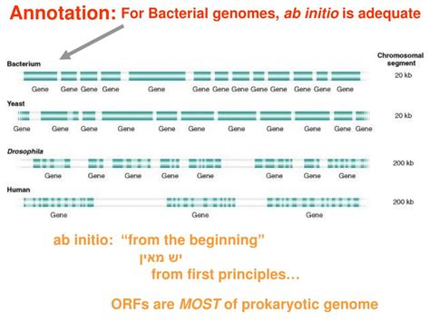 Ppt Genomics Reading Genome Sequences Assembly Of The Sequence