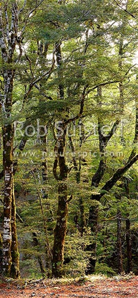 Red Beech Forest Interior Trees Trunks And Leaves Fuscospora Fusca