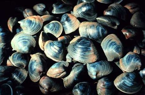 pollution Archives - New England Historical Society