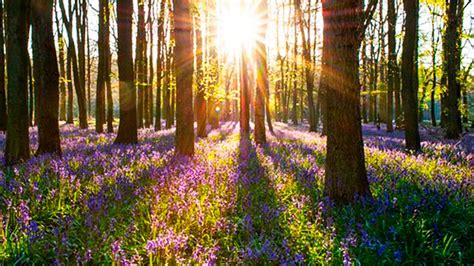 K Spring Forest And Early Spring Flowers With Birds Singing Chirping