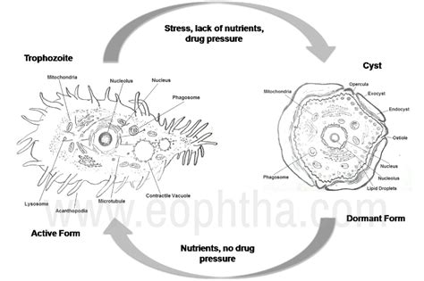 Acanthamoeba Cyst Morphology