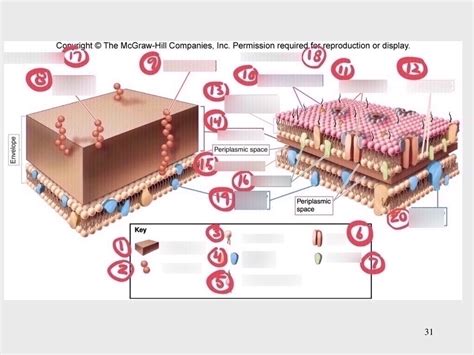 Gram positive & gram negative cell wall Diagram | Quizlet