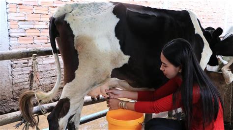 How To Milk A Cow By Hand In My Homeland Youtube