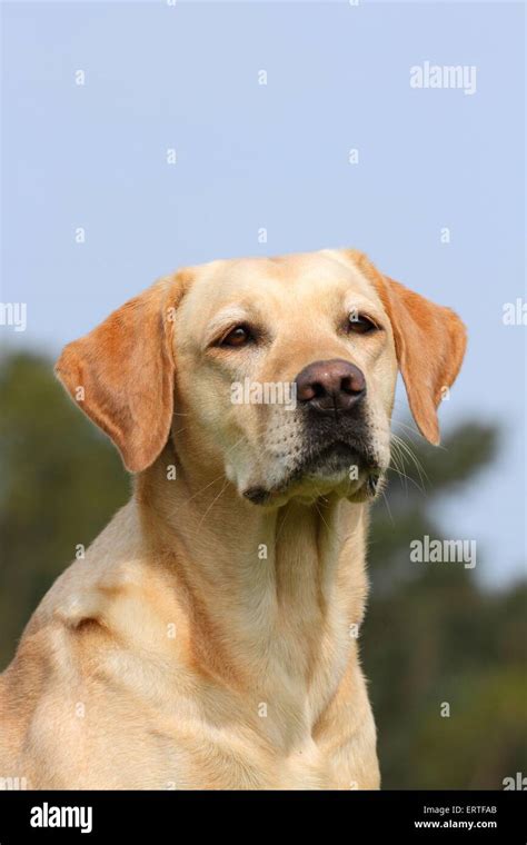 Labrador Retriever Portrait Stock Photo Alamy