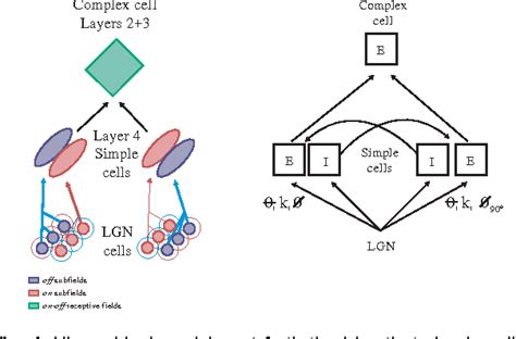 Figure 3 From Complex Receptive Fields In Primary Visual Cortex Semantic Scholar