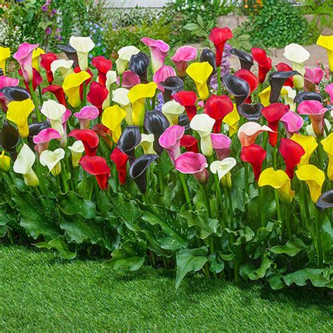 Plants Seeds Bulbs Yard Garden Outdoor Living Mixed Colour Calla