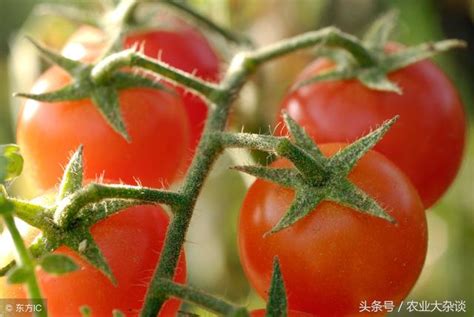 「管理」蔬菜葉面肥如何施用？蔬菜葉面肥施用方法 每日頭條