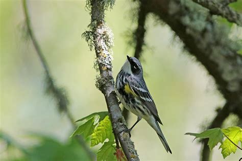 Yellow Rumped Warbler Myrtle Variety Photograph By Joseph Siebert