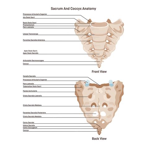 Sacro Y Cóccix Estructura ósea Espinal Parte Inferior De La Columna Vertebral Vector Premium