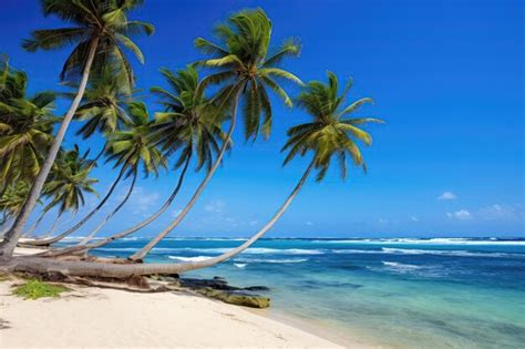 Premium Photo Coconut Trees On Beach With Blue Sky Background