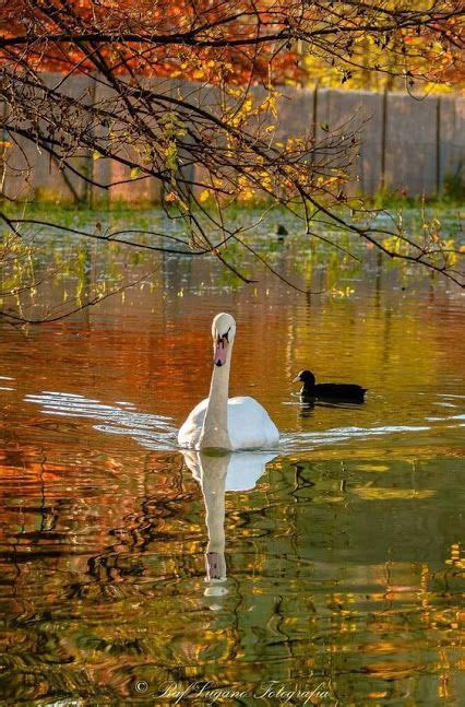 Pin en Razno Cisnes Paisajes Fotografía