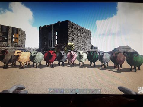 Went Sheep Rustling Rark
