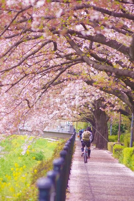 桜の歩道を自転車で走る人 Id 6737 ご当地写真・イラスト素材サイト Pictyピクティ