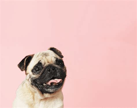 The Pug: History, Personality, Grooming and Care – Dogster