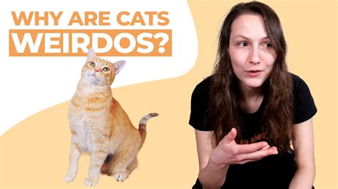 Why Do Cats Act So Weird The Real Answer Youtube