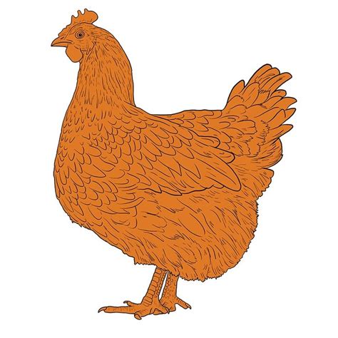 How To Draw A Chicken Our Fun And Easy Hen Drawing Tutorial