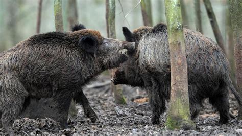 Unterfranken Wildschwein verletzt Spaziergänger schwer Augsburger