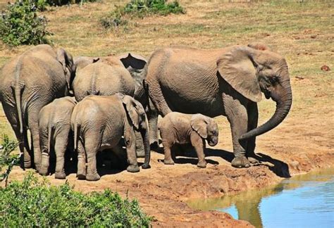 Cuál Es El Animal Más Inteligente Del Mundo