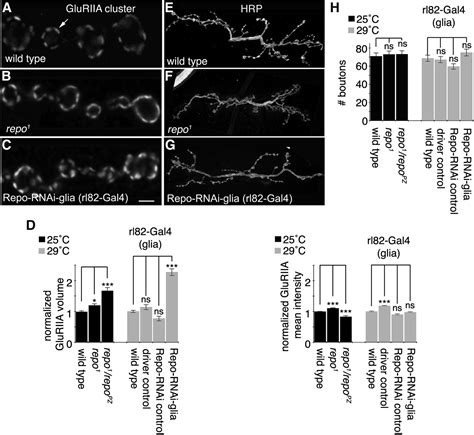 Glial Wingless Wnt Regulates Glutamate Receptor Clustering And Synaptic