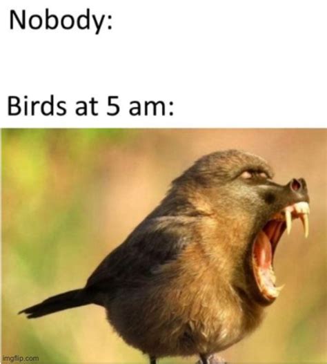 Repost Birds Memes And S Imgflip