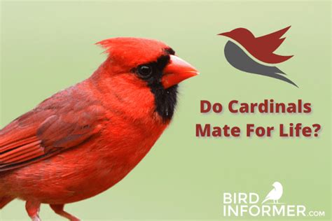 Do Cardinals Mate For Life Bird Informer