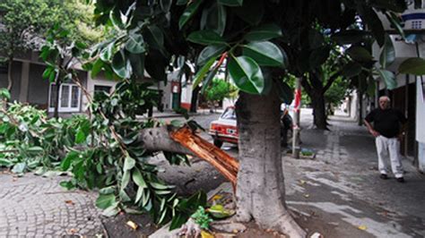 Doce árboles caídos por la tormenta