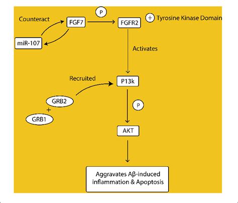 Fibroblast Growth Factors Fgfs Bind To Their Receptors Fgfrs