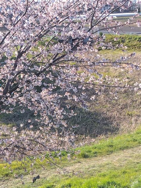 今日はさくらの日なんだって！ 3月のはじめの頃に撮った写真をどうぞ。 ようこちゃんの日記帳2