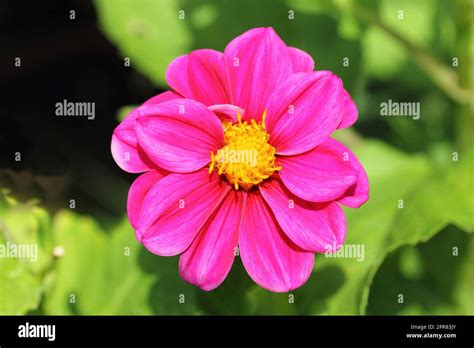 Knollen Dahlie Hi Res Stock Photography And Images Alamy