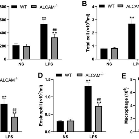 Alcam Deficiency Relieved Lung Injury During Lps Induced Ali In Vivo A