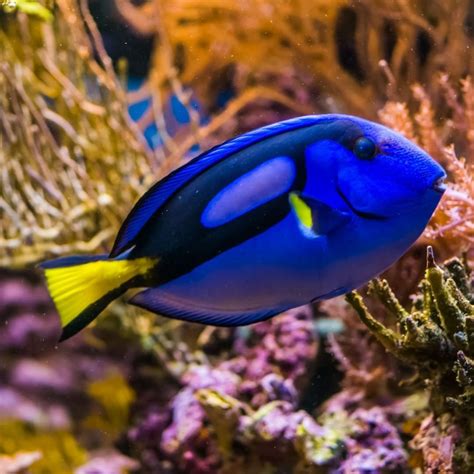 surgeonfish  famous  dory   findingnemo movies