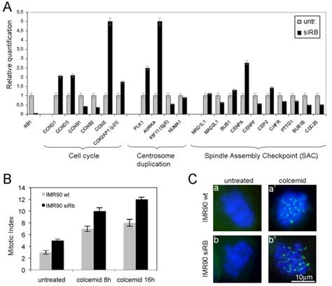 Evaluation Of The Spindle Assembly Checkpoint Dysfunction In Triggering