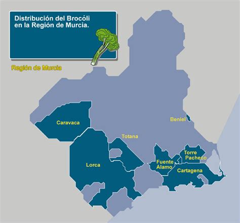 Brócoli Historia Región De Murcia Digital