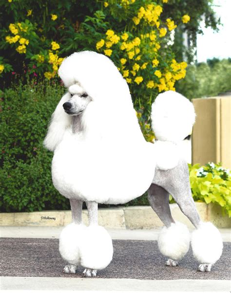 Our Standard Poodles Donnchada Poodles