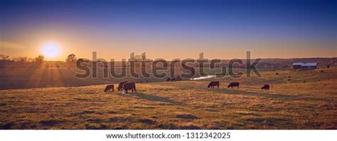 Cows Grazing Sunset Stock Photo 1312342025 | Shutterstock