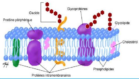 Structures De La Membrane Cellulaire; structures de la membrane cytoplasmique; structures de la ...